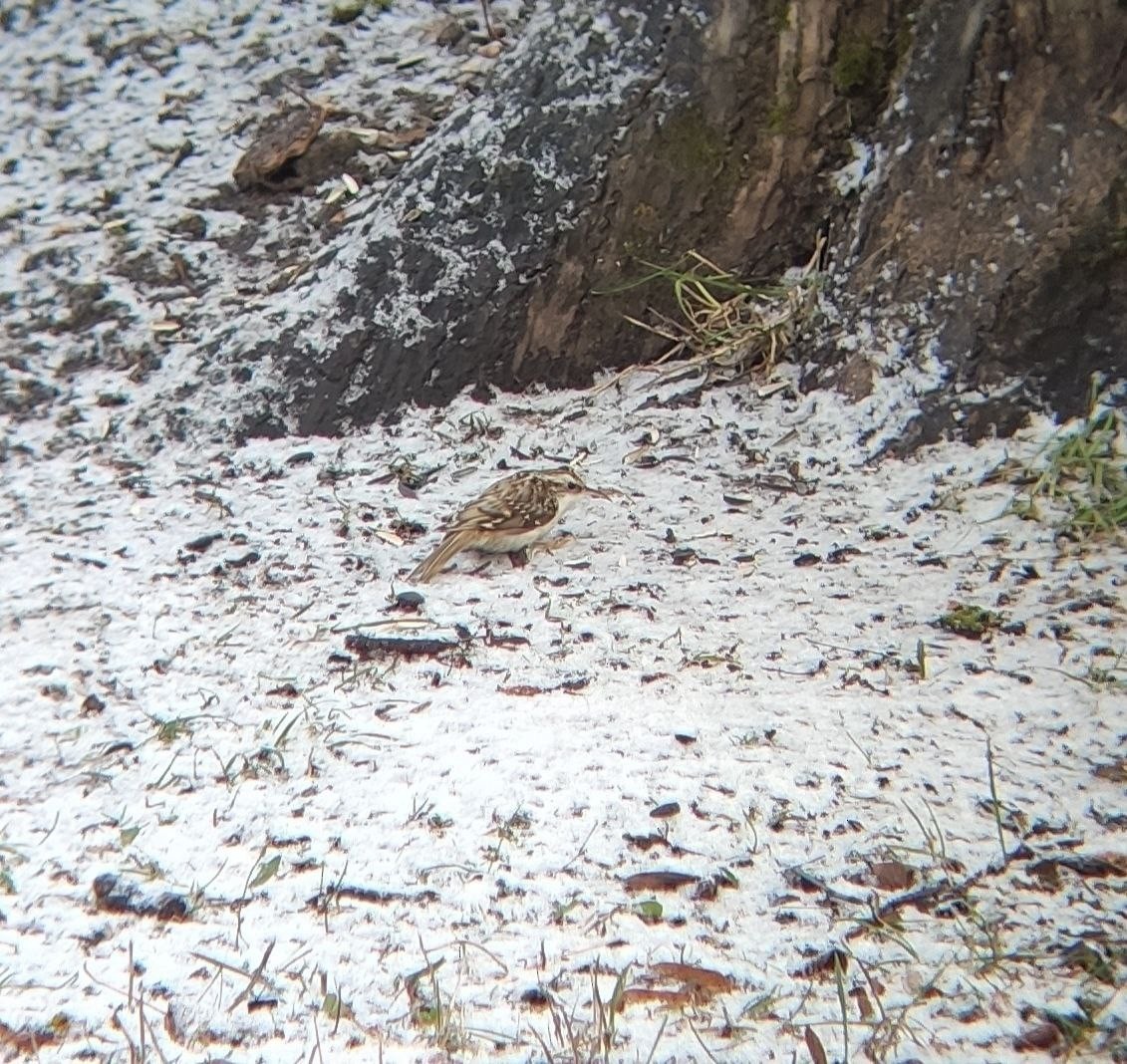 Eurasian Treecreeper - ML628906344