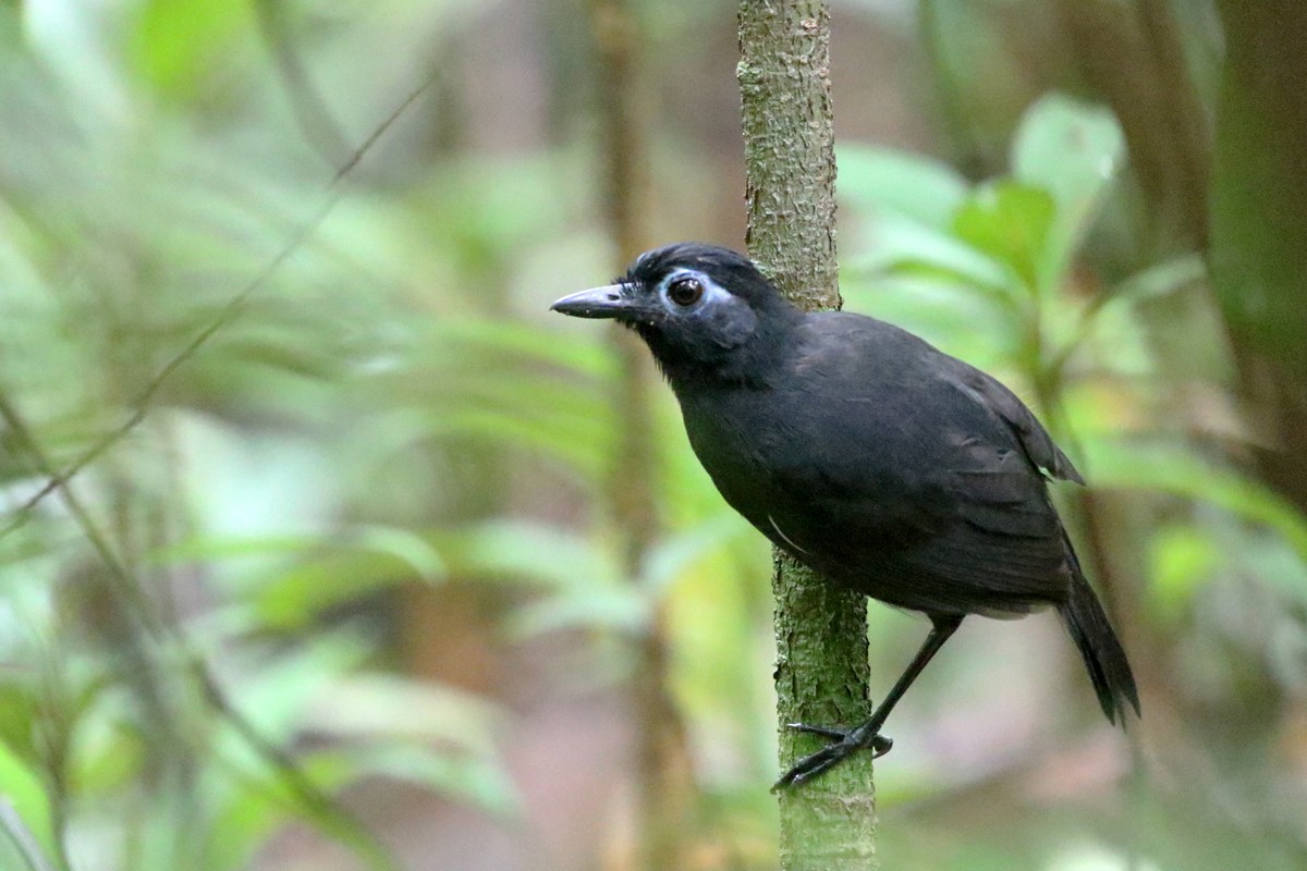 Sooty Antbird - Charley Hesse • Naturally Adventurous Podcast