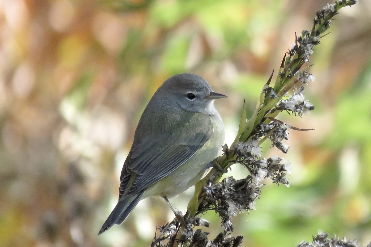 Paruline verdâtre - ML628906636