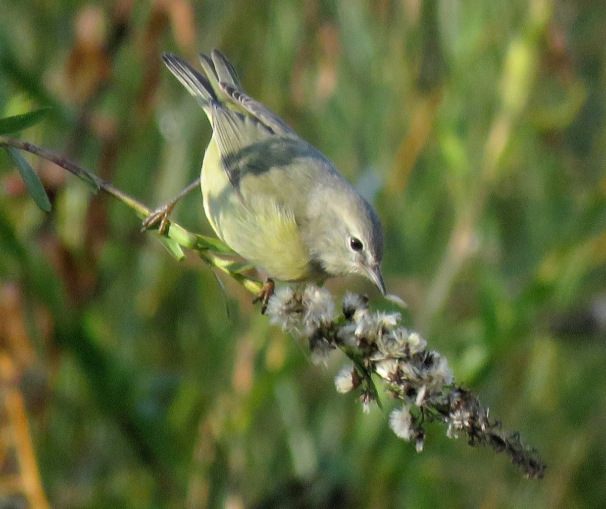 Paruline verdâtre - ML628906641