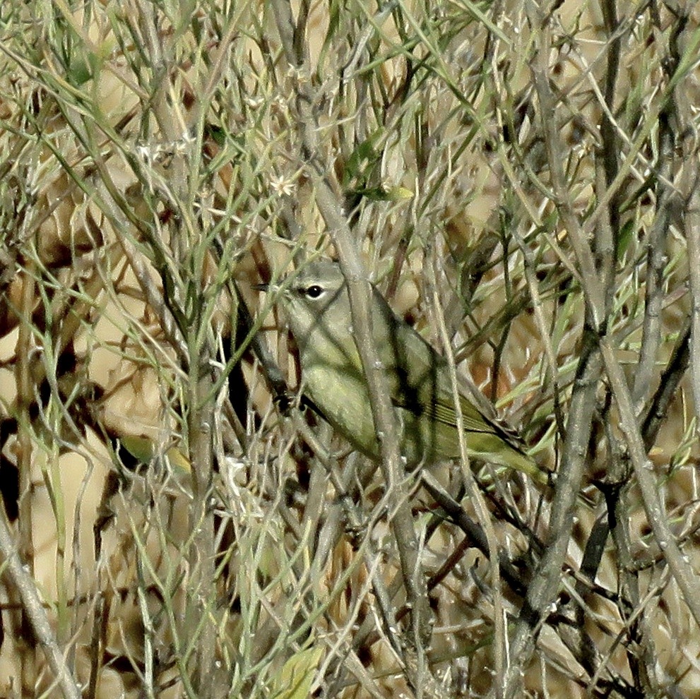 Paruline verdâtre - ML628906673