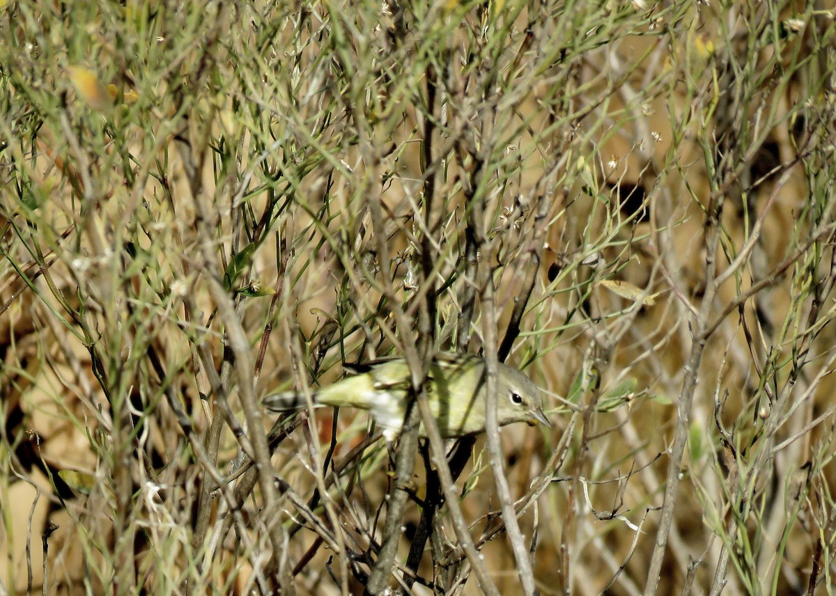 Paruline verdâtre - ML628906674