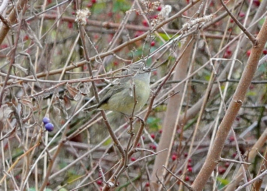 Paruline verdâtre - ML628906781