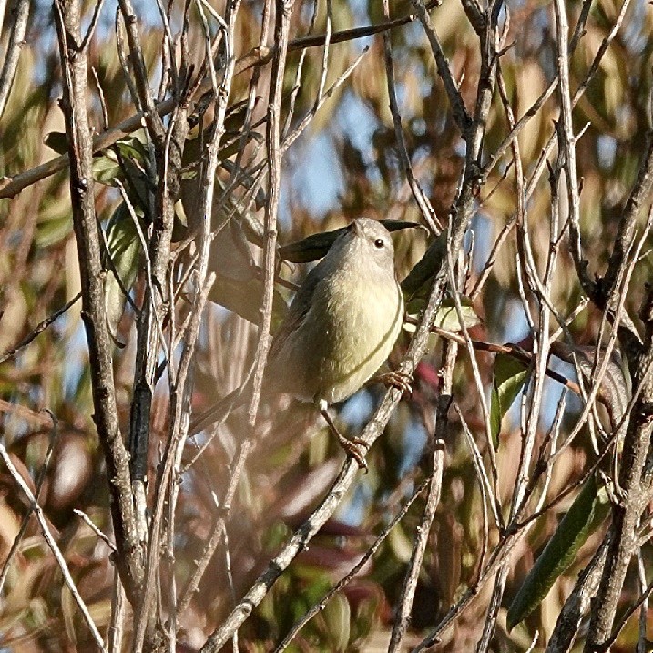 Paruline verdâtre - ML628906883