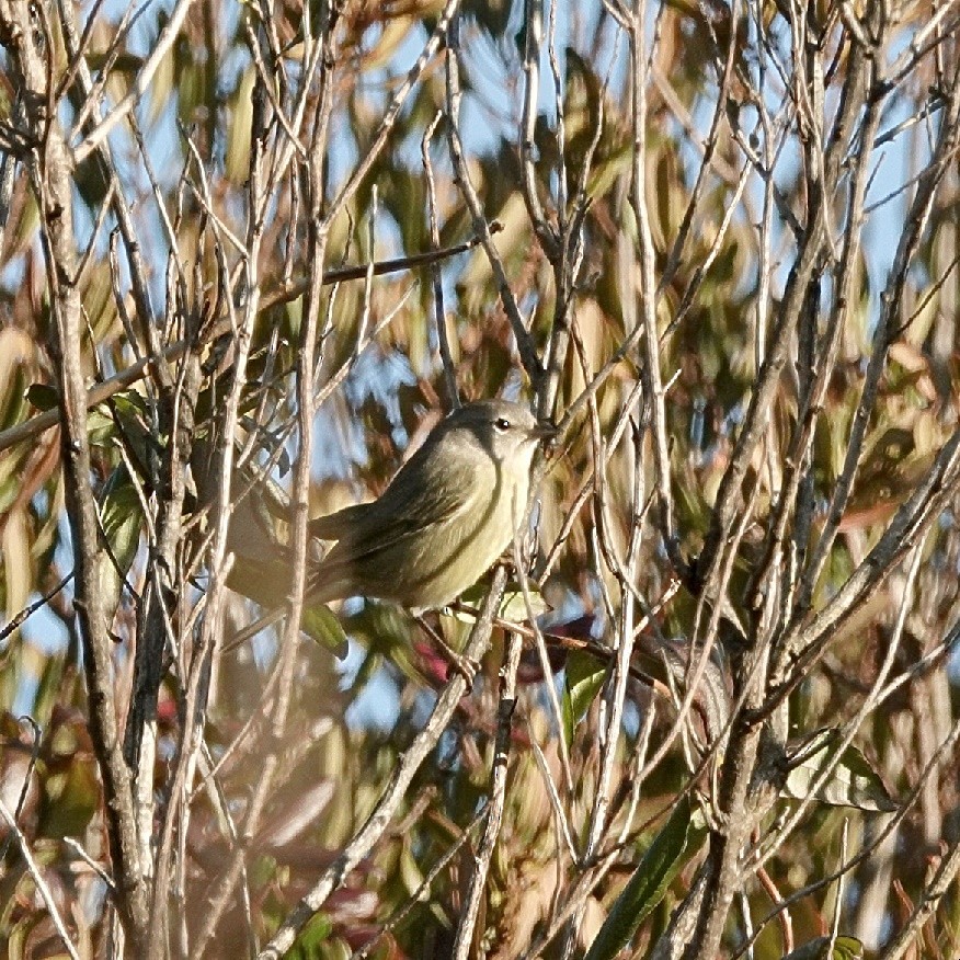 Paruline verdâtre - ML628906888