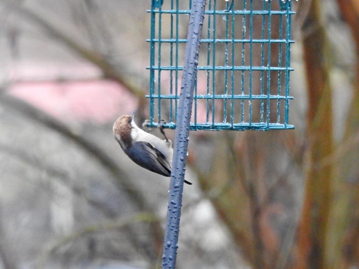 Brown-headed Nuthatch - ML628906982