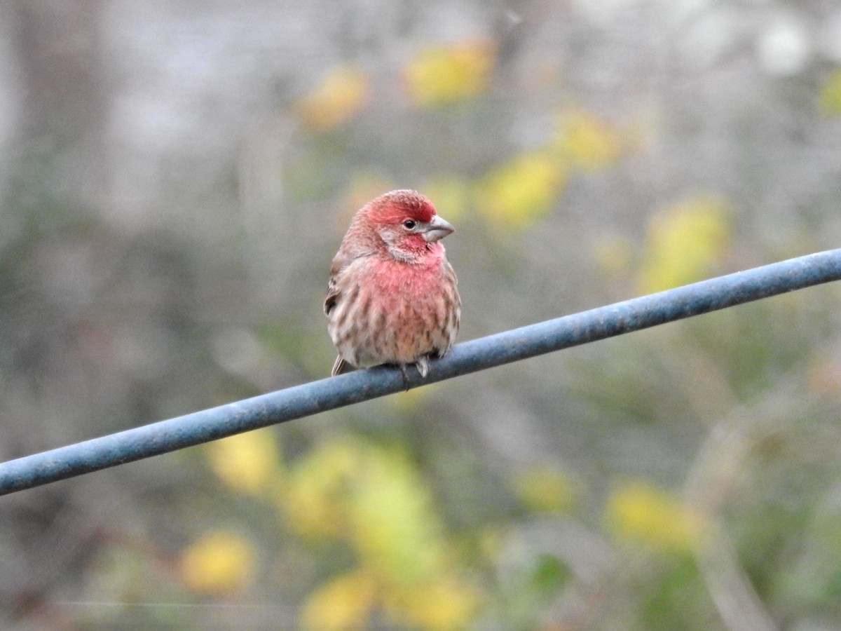 House Finch - ML628906997