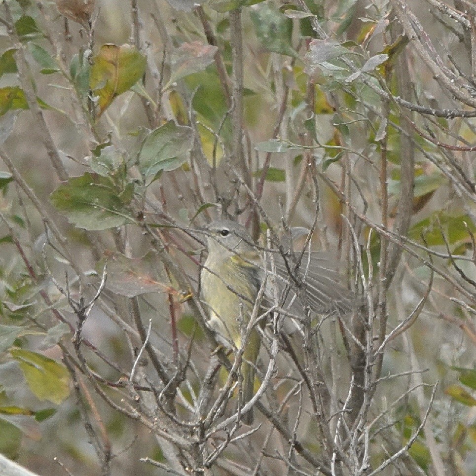 Paruline verdâtre - ML628907141
