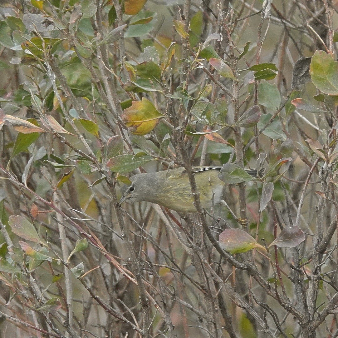 Paruline verdâtre - ML628907142