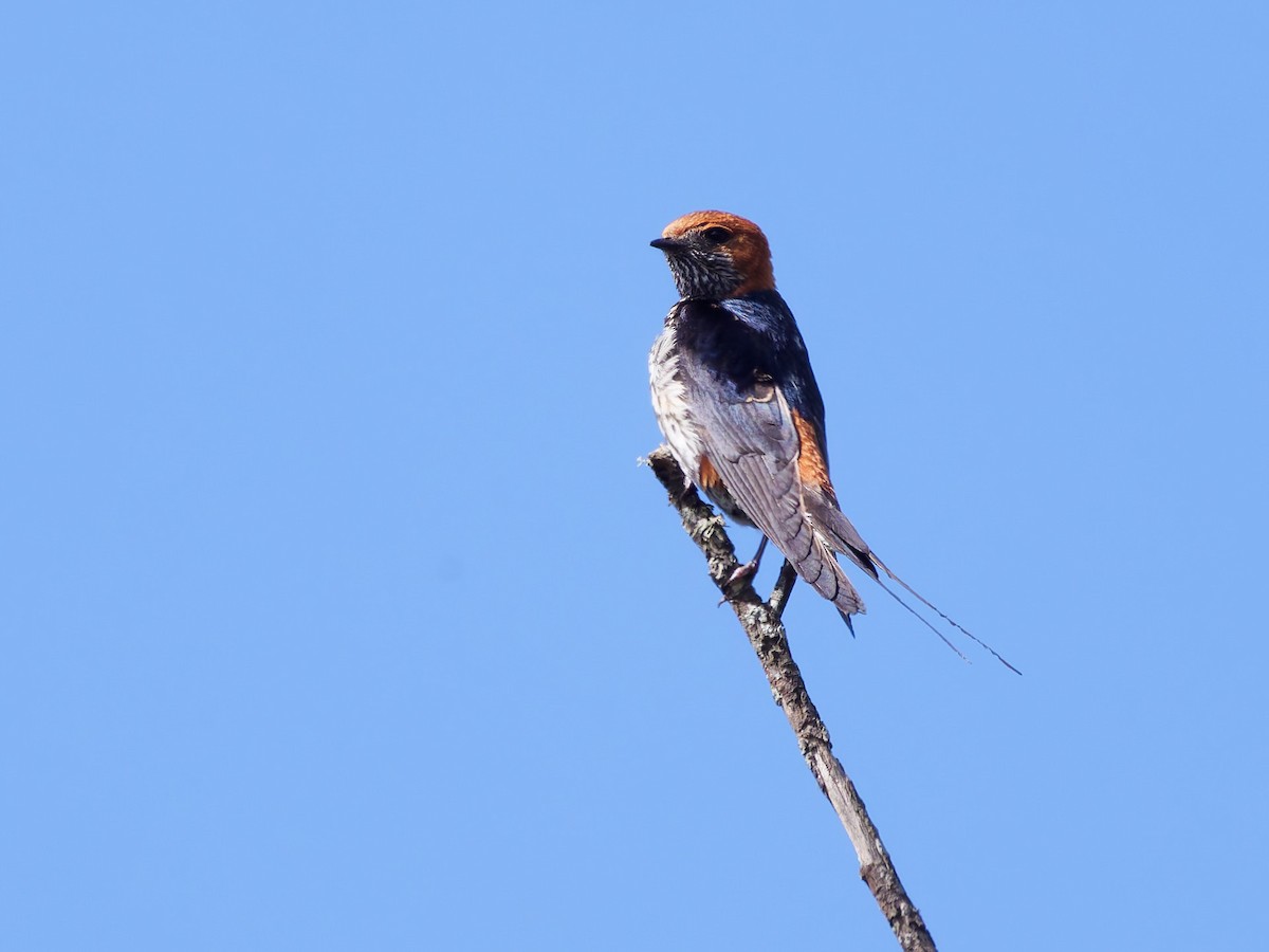 Lesser Striped Swallow - ML628907176