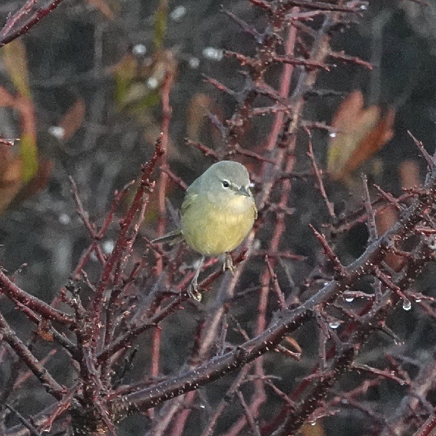 Paruline verdâtre - ML628907192