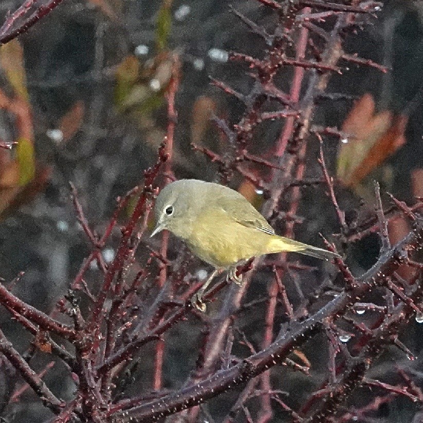 Paruline verdâtre - ML628907200