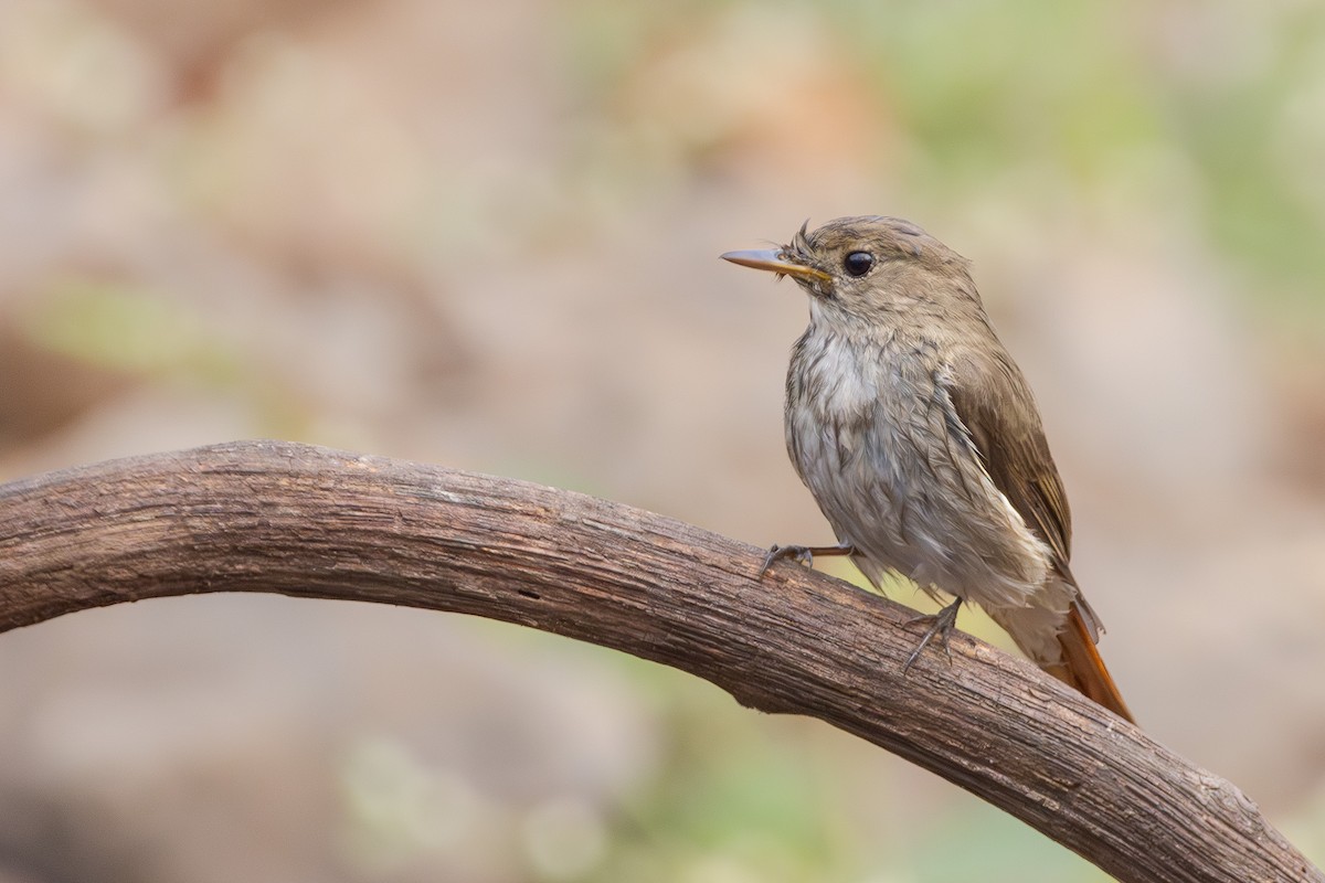 Rusty-tailed Flycatcher - ML628907233