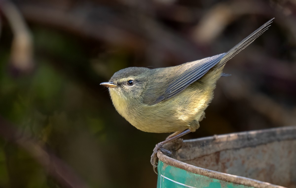 Aberrant Bush Warbler - ML628907520