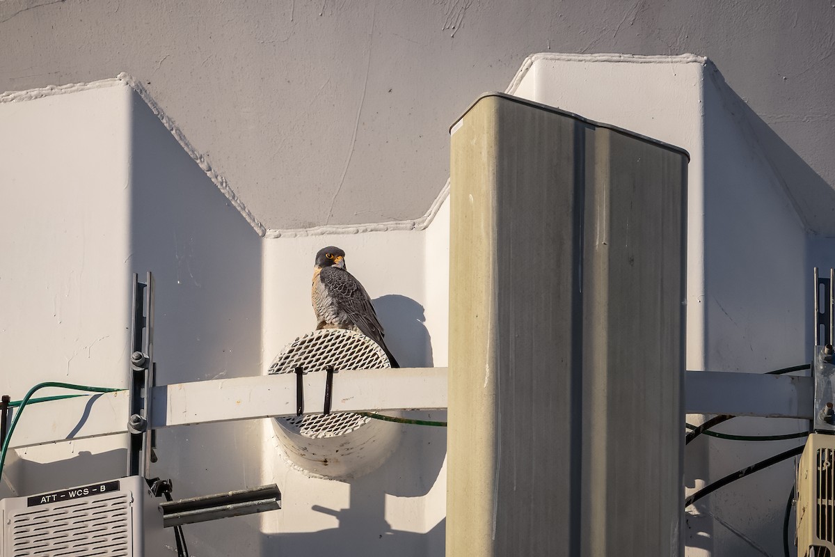 Peregrine Falcon - ML628907528