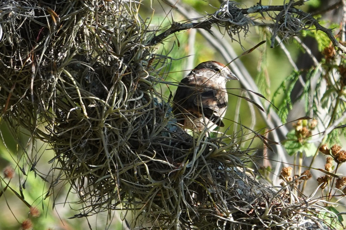 Rufous-crowned Sparrow - ML628907720