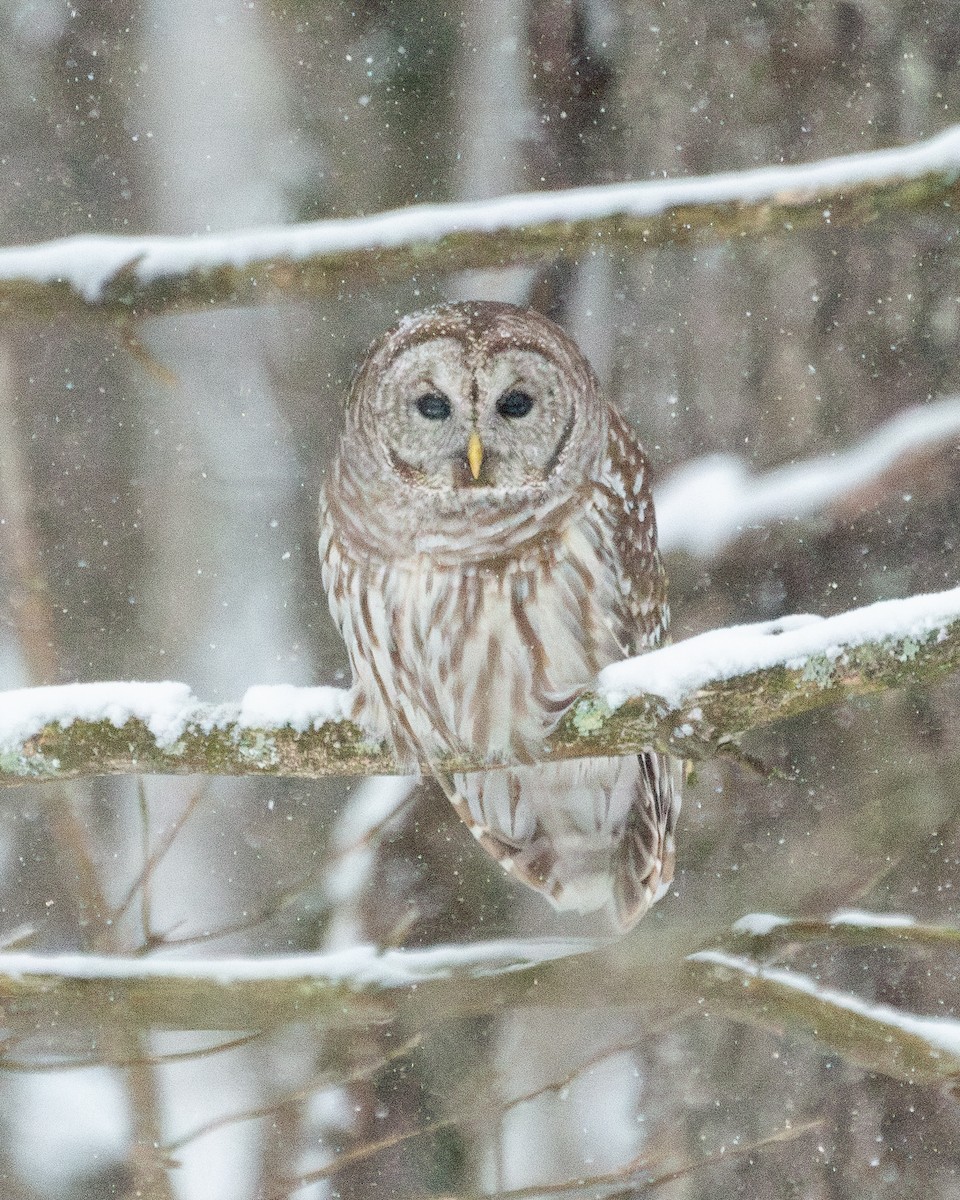 Barred Owl - ML628907737