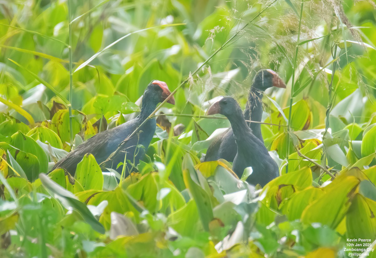 Philippine Swamphen - ML628907751