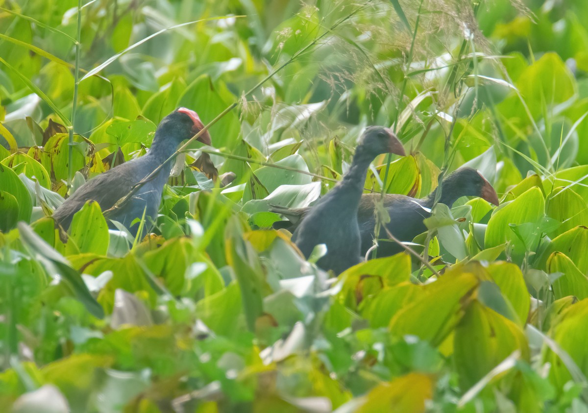 Philippine Swamphen - ML628907752