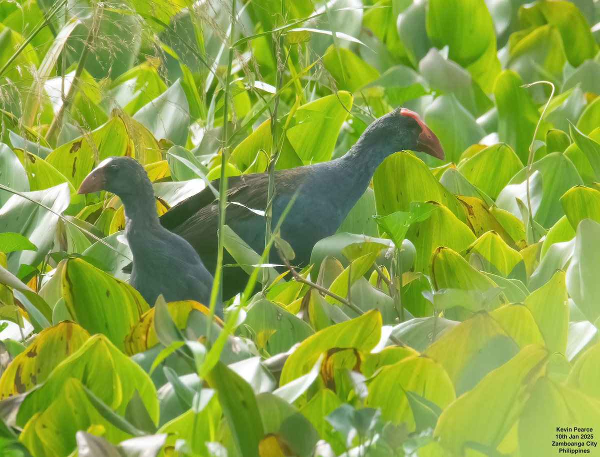 Philippine Swamphen - ML628907754
