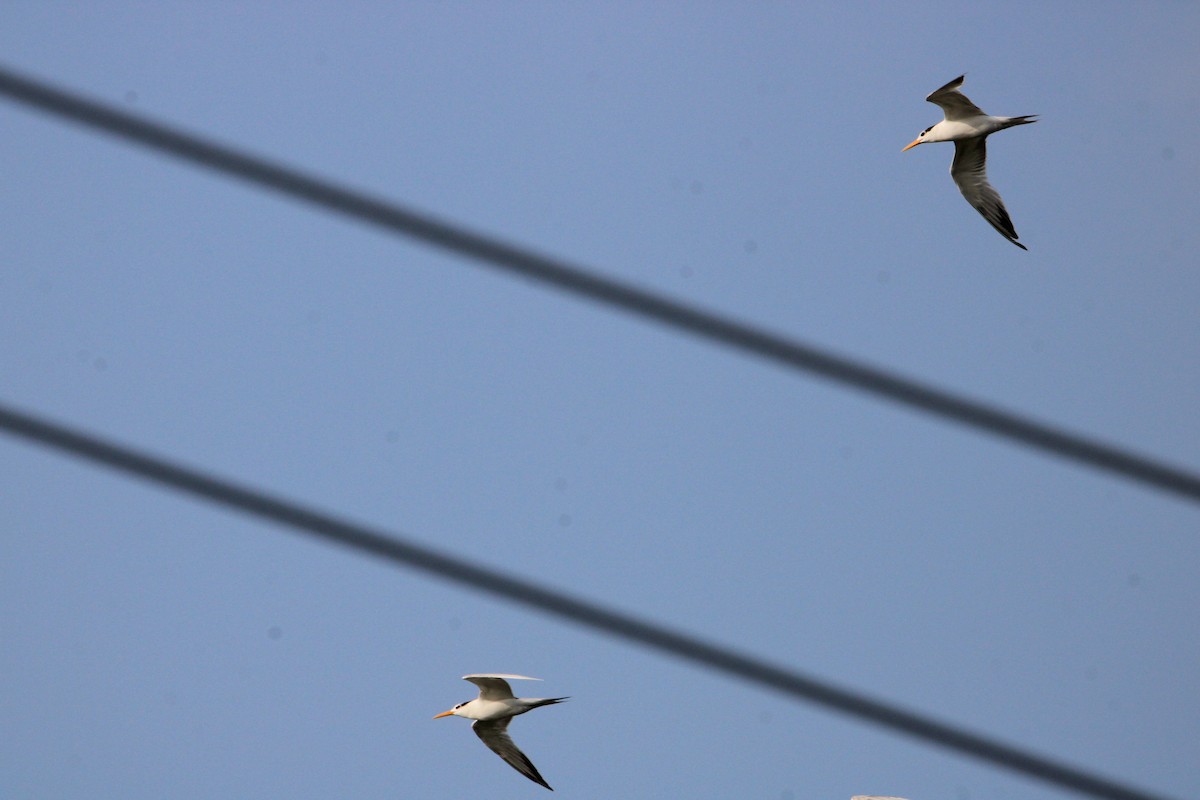 Lesser Crested Tern - ML628907834