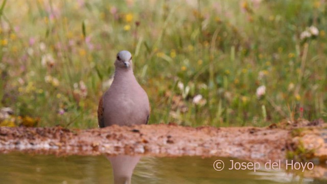 European Turtle-Dove - ML628908046