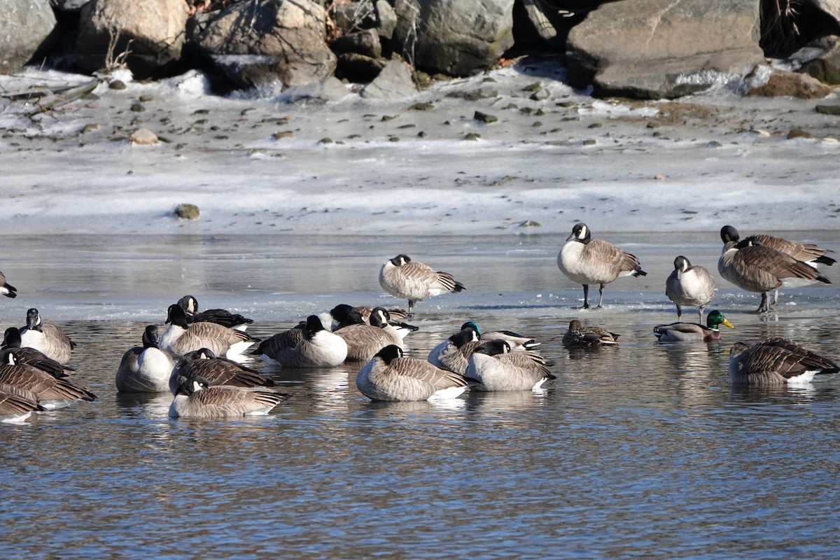 Cackling Goose (Richardson's) - ML628908101
