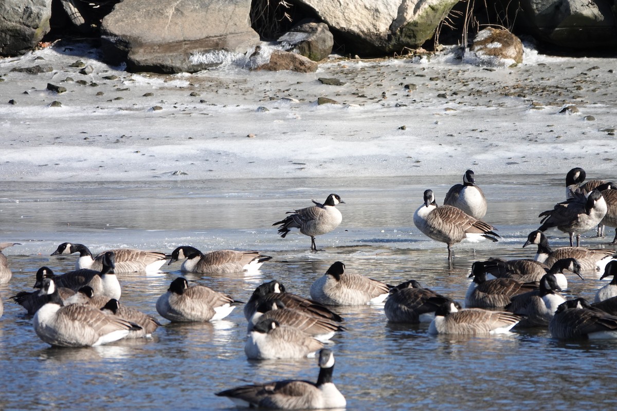 Cackling Goose (Richardson's) - ML628908114