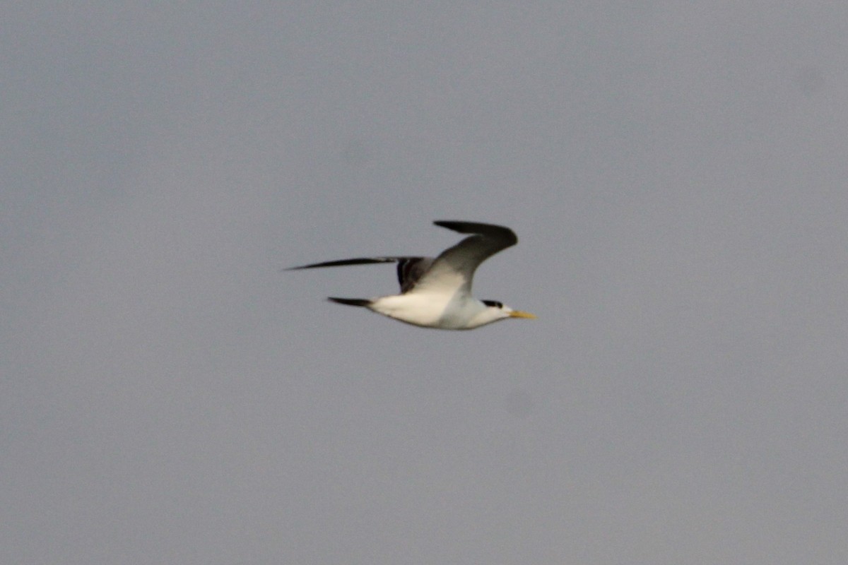 Lesser Crested Tern - ML628908125