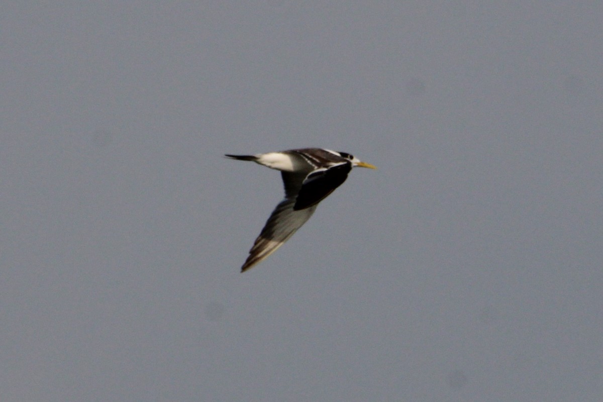 Lesser Crested Tern - ML628908126