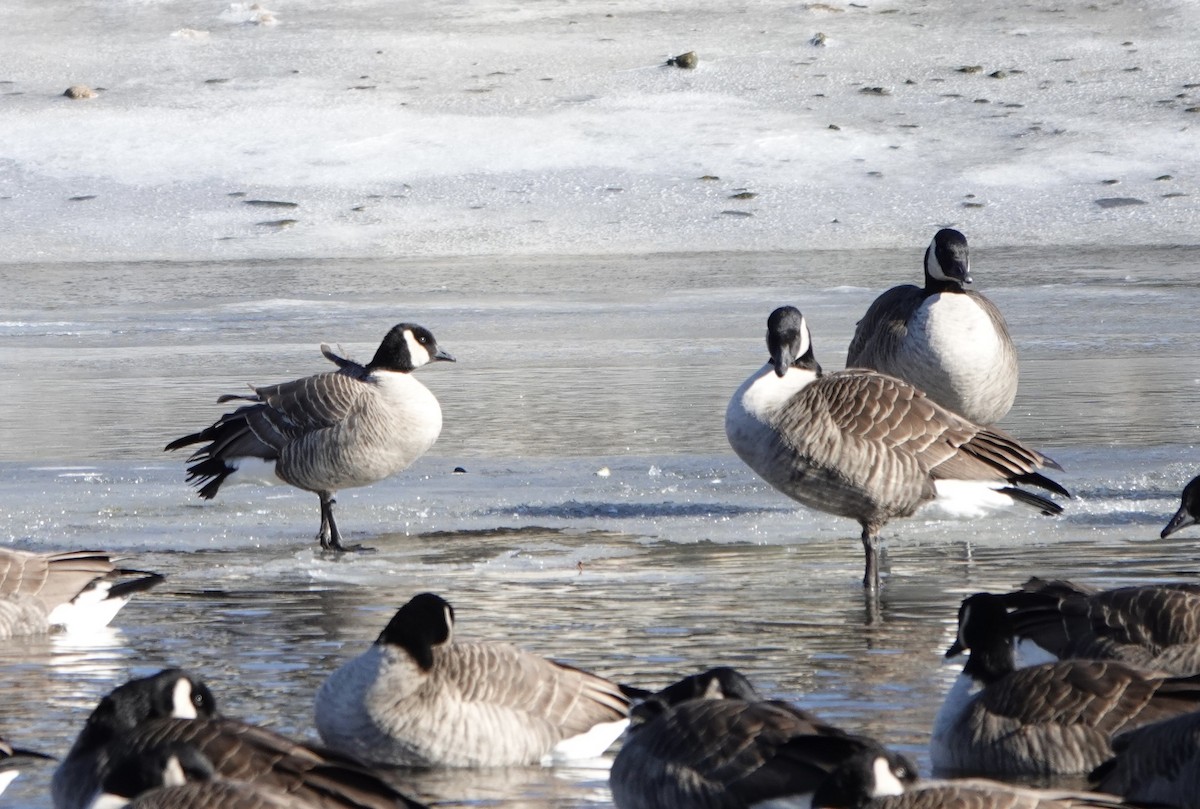 Cackling Goose (Richardson's) - ML628908149
