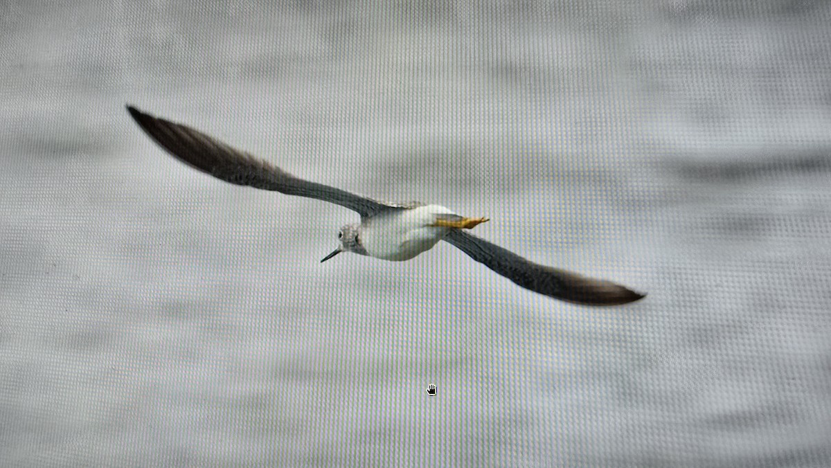 Greater Yellowlegs - ML628908260