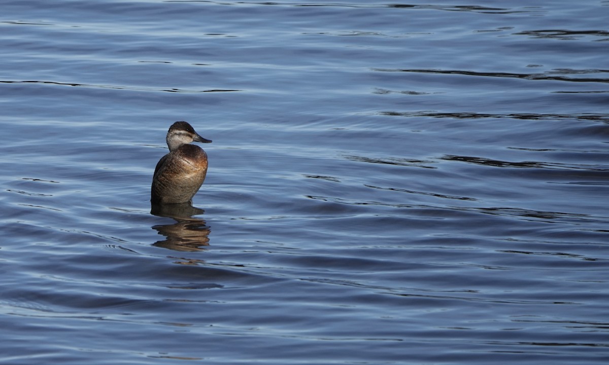 Ruddy Duck - ML628908292