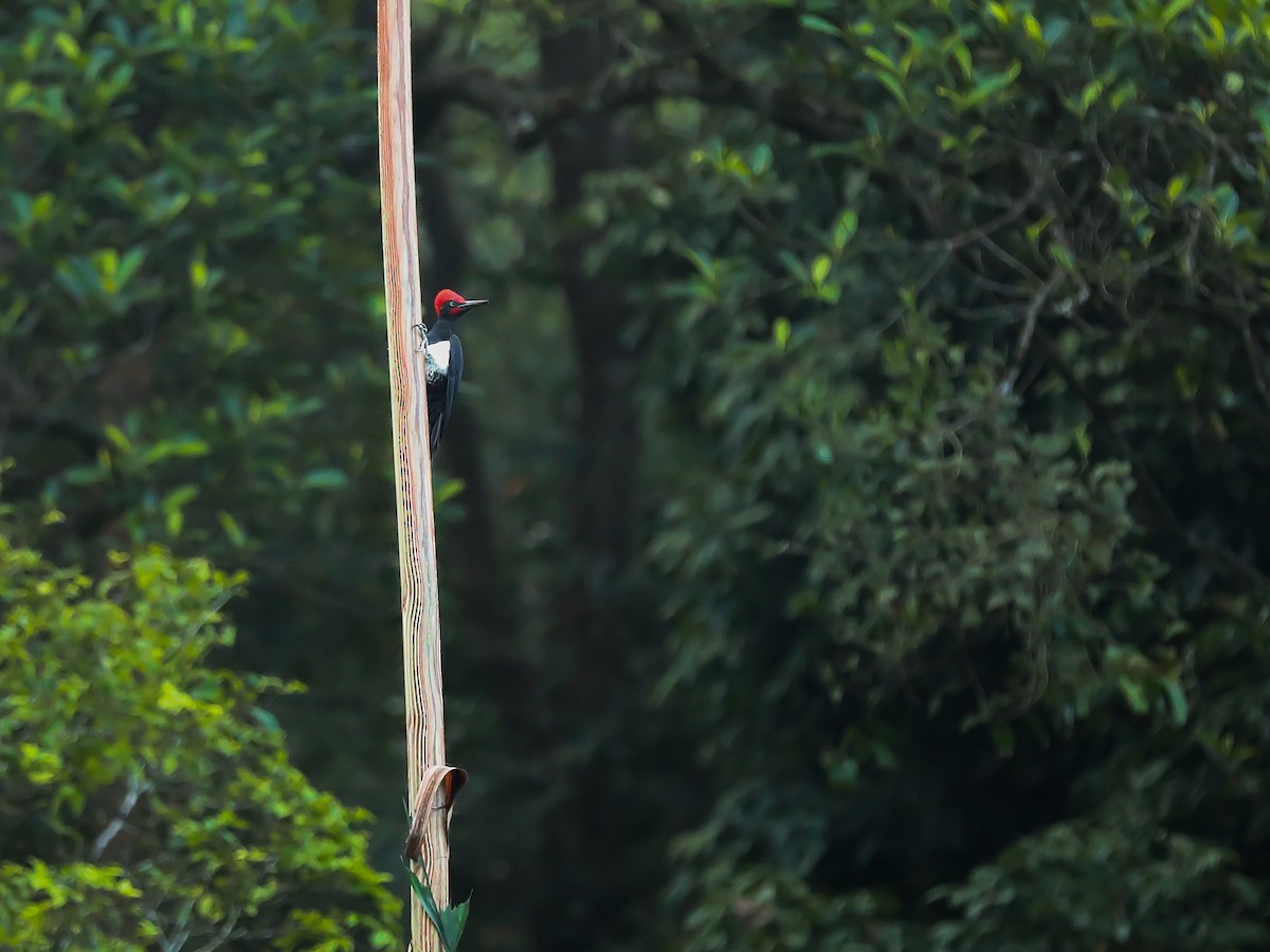 White-bellied Woodpecker - ML628908294