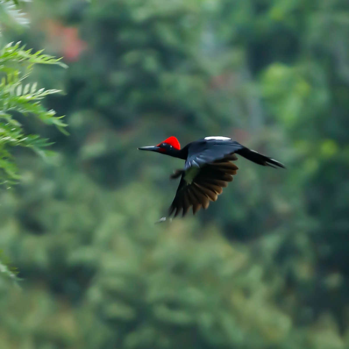 White-bellied Woodpecker - ML628908295