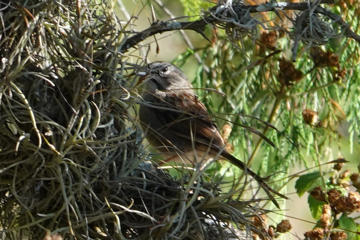 Rufous-crowned Sparrow - ML628908299