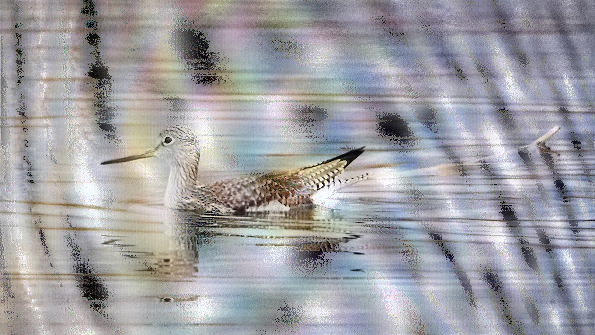 Greater Yellowlegs - ML628908303