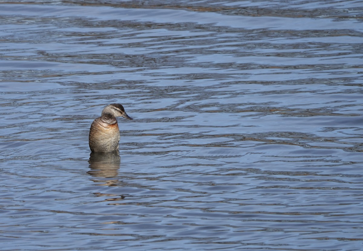 Ruddy Duck - ML628908304