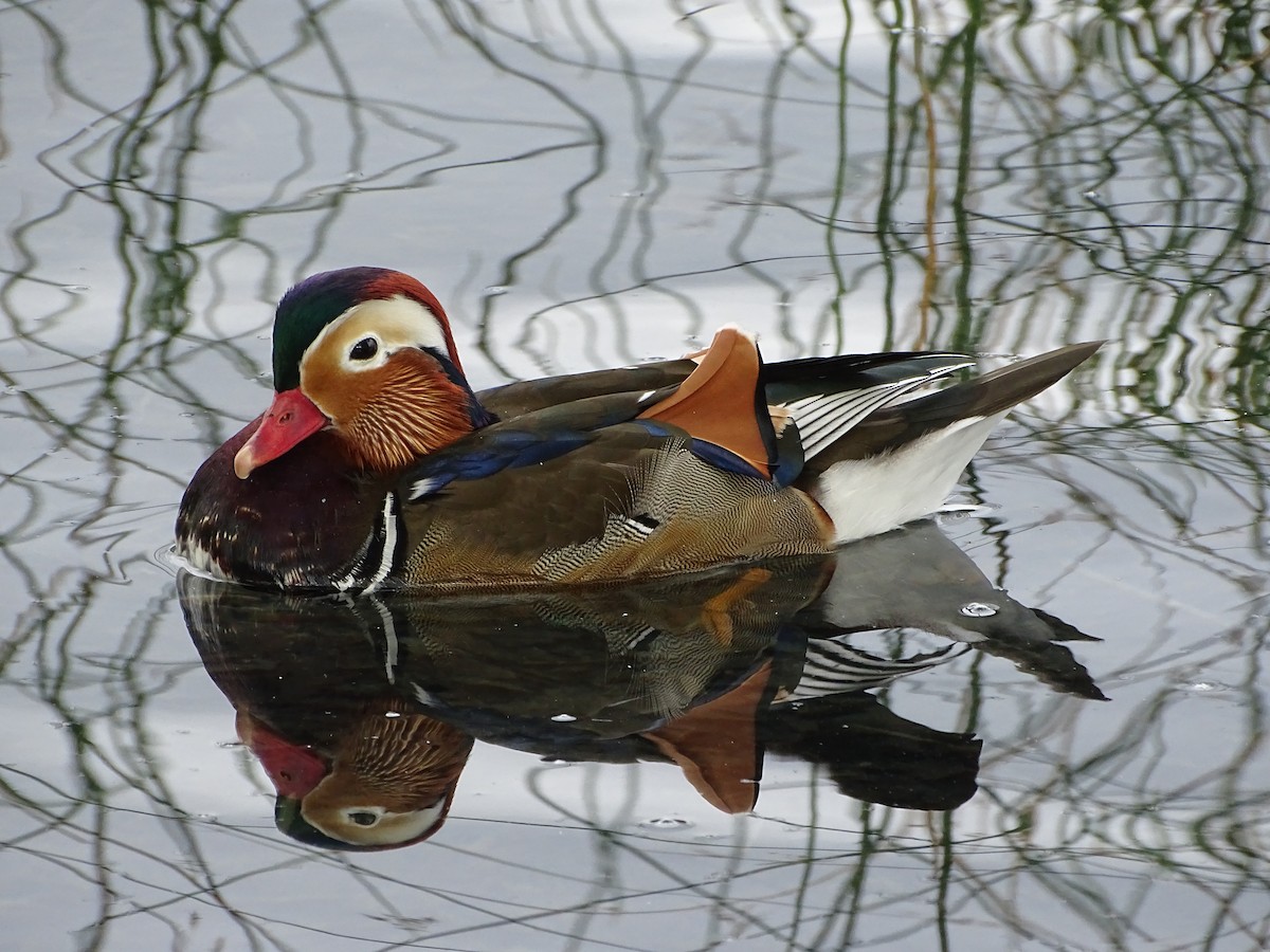 kachnička mandarínská - ML628908673