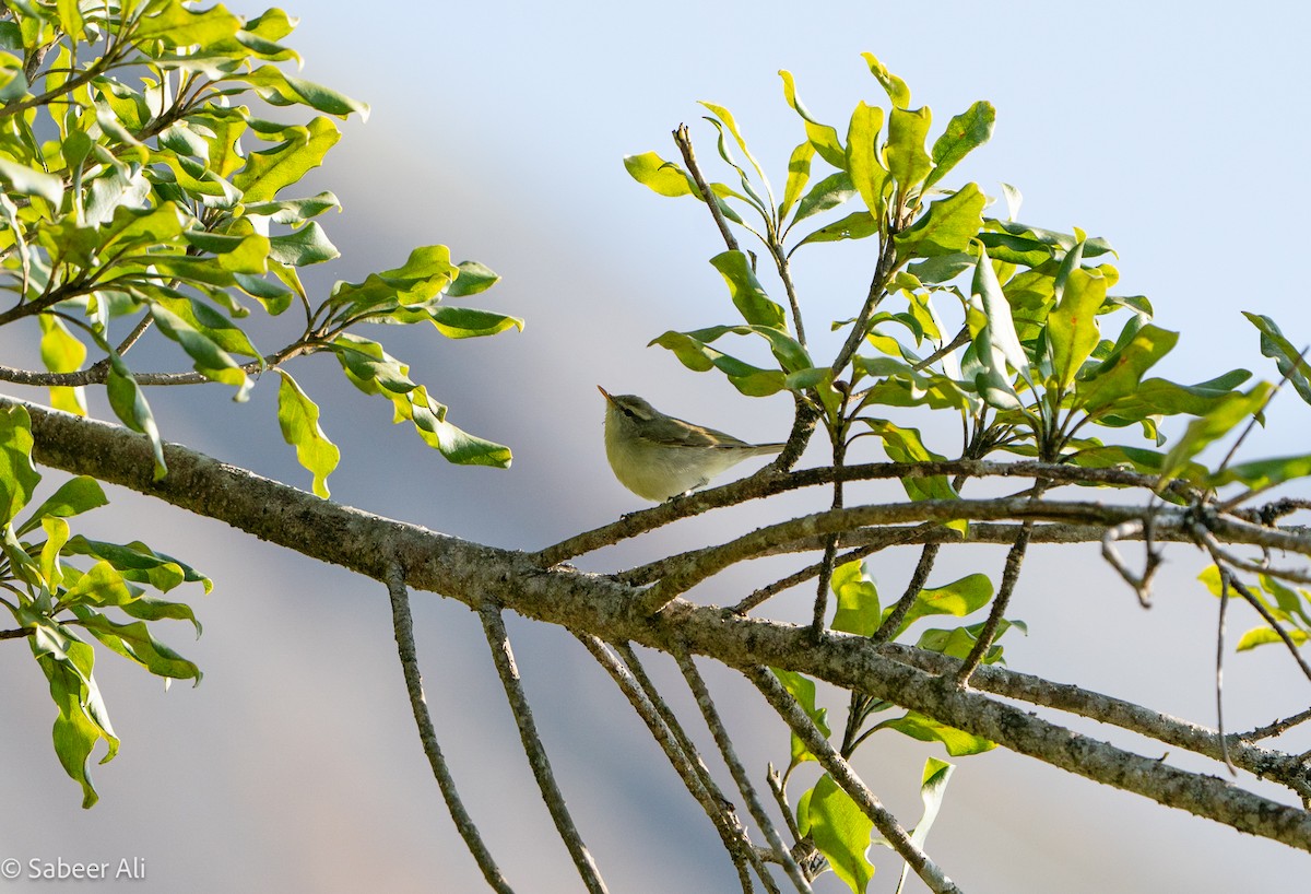 Green Warbler - ML628908809