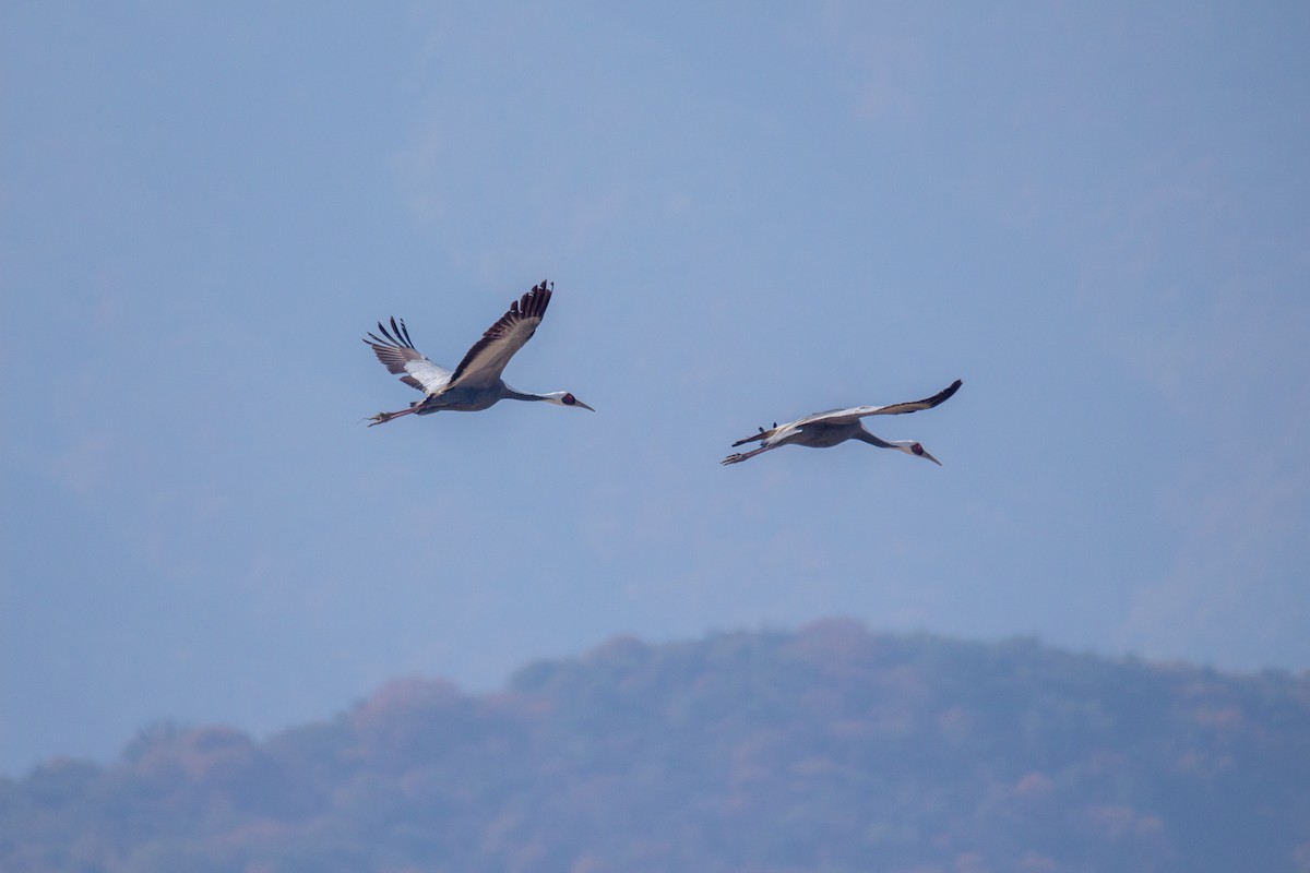 jeřáb červenolící - ML628908869