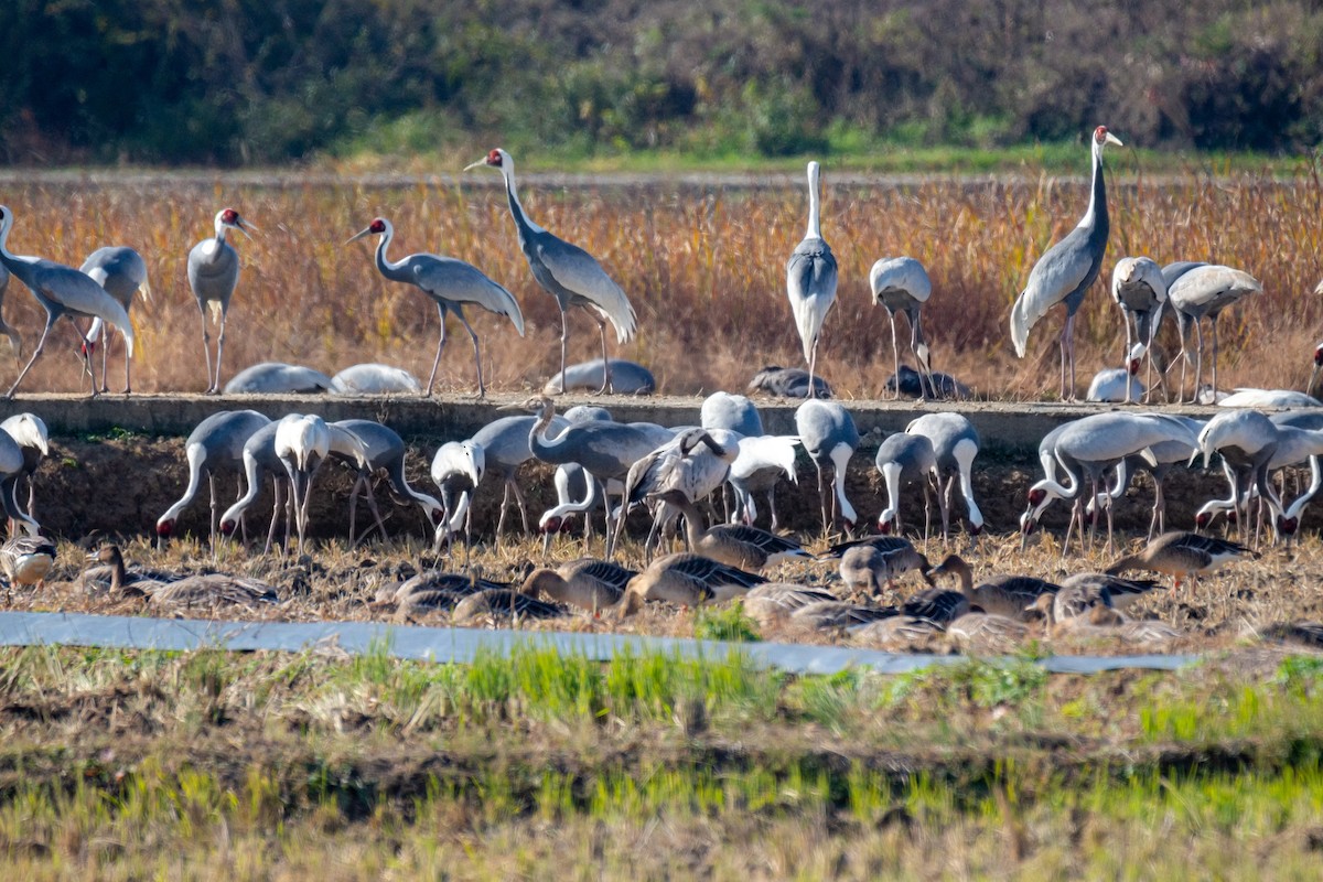 jeřáb popelavý - ML628908878