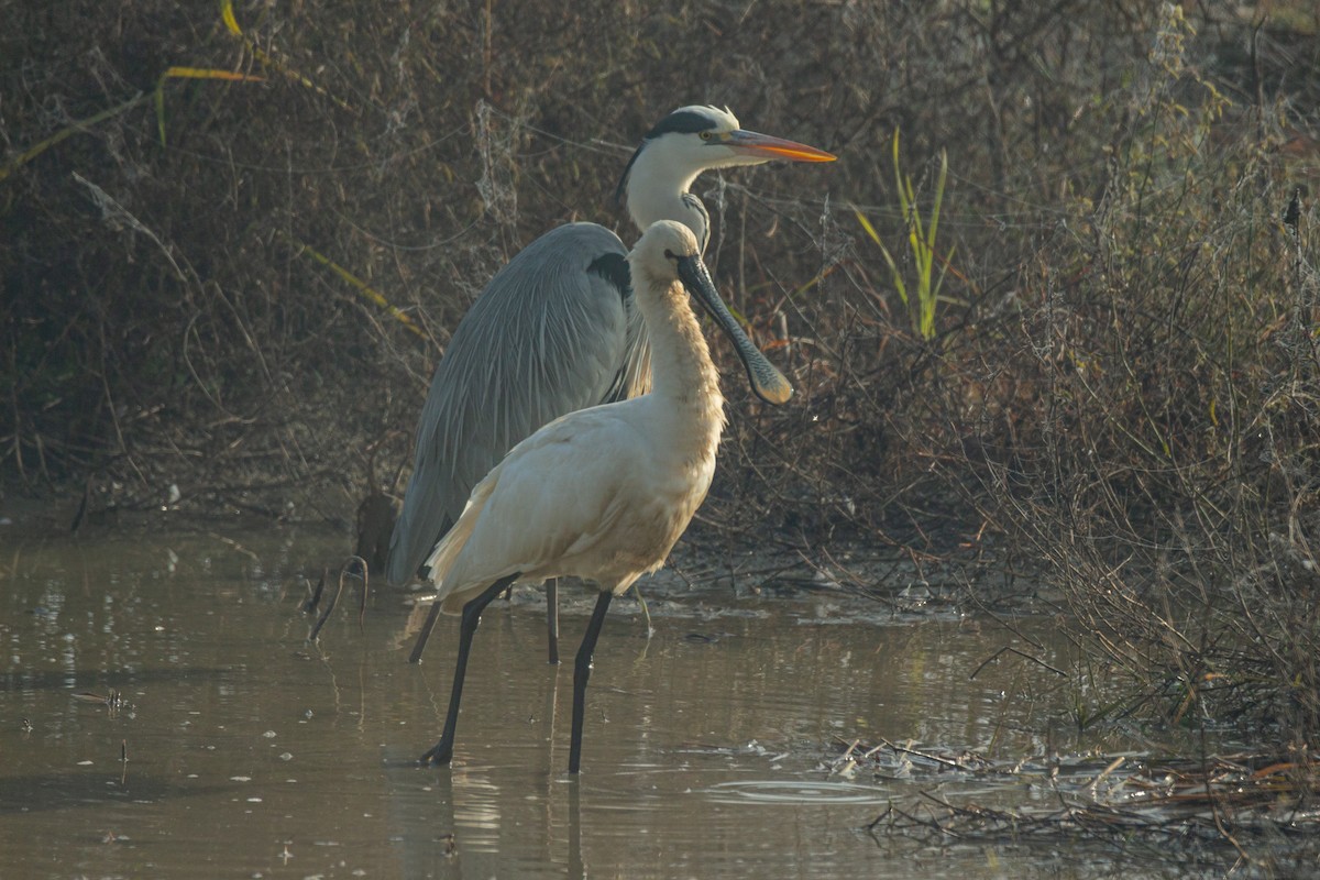 kolpík bílý - ML628908885