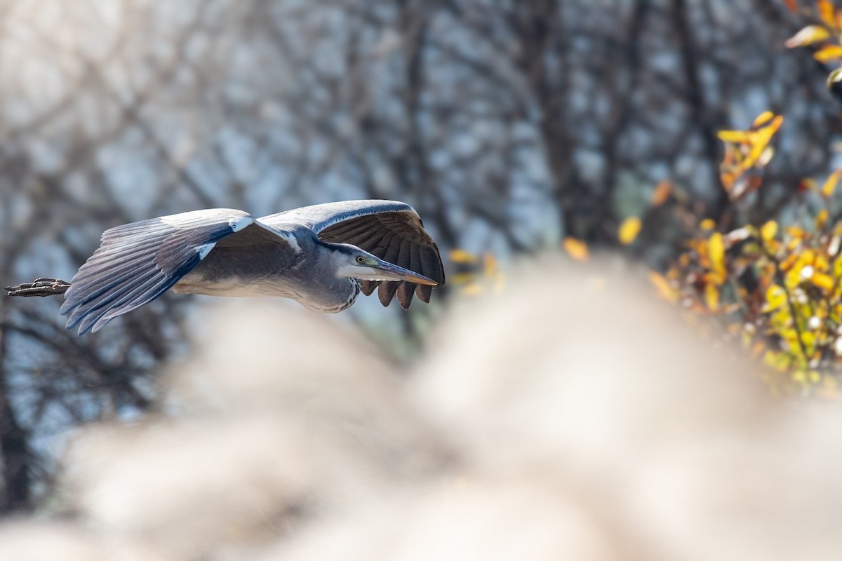 volavka popelavá - ML628908888