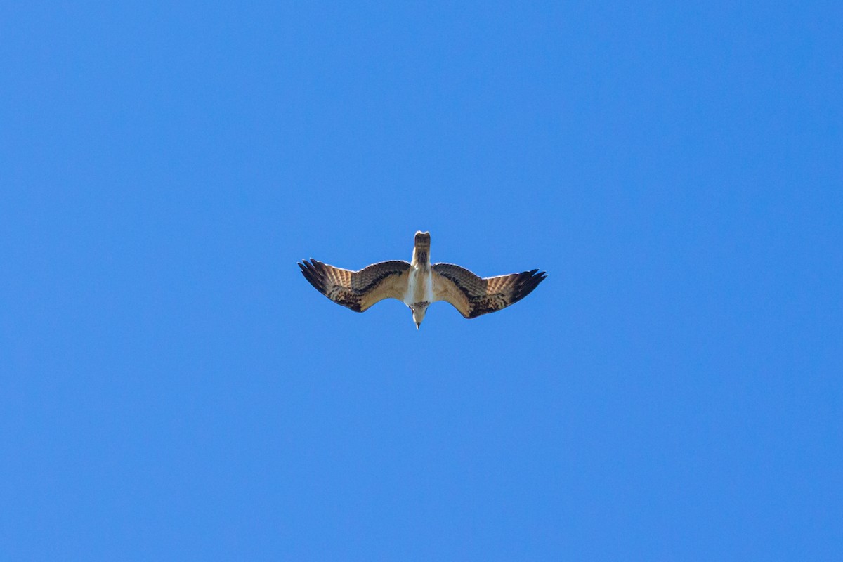 orlovec říční (ssp. haliaetus) - ML628908907