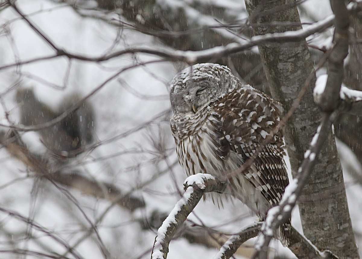 Barred Owl - ML628909174