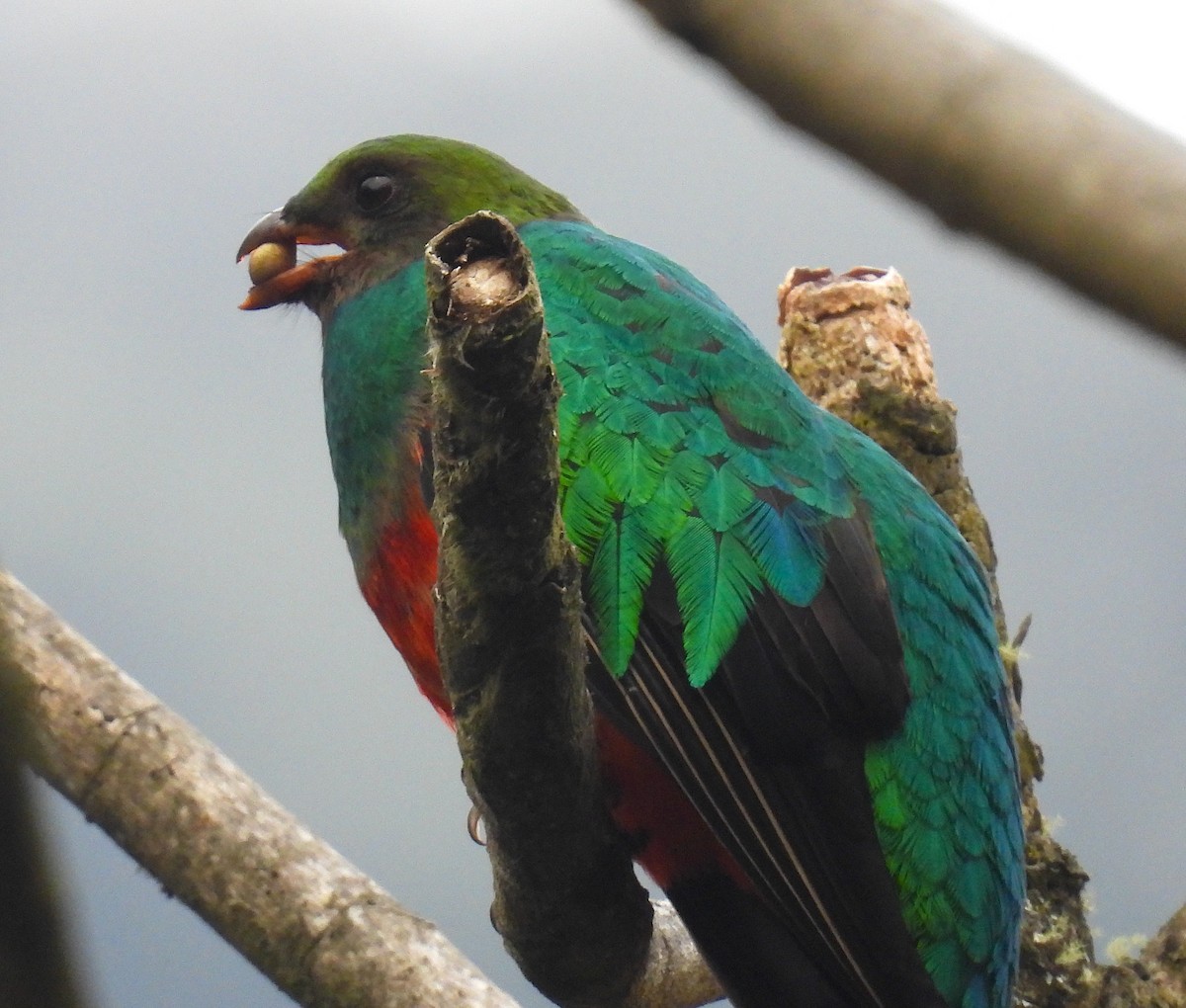 Golden-headed Quetzal - ML628909188