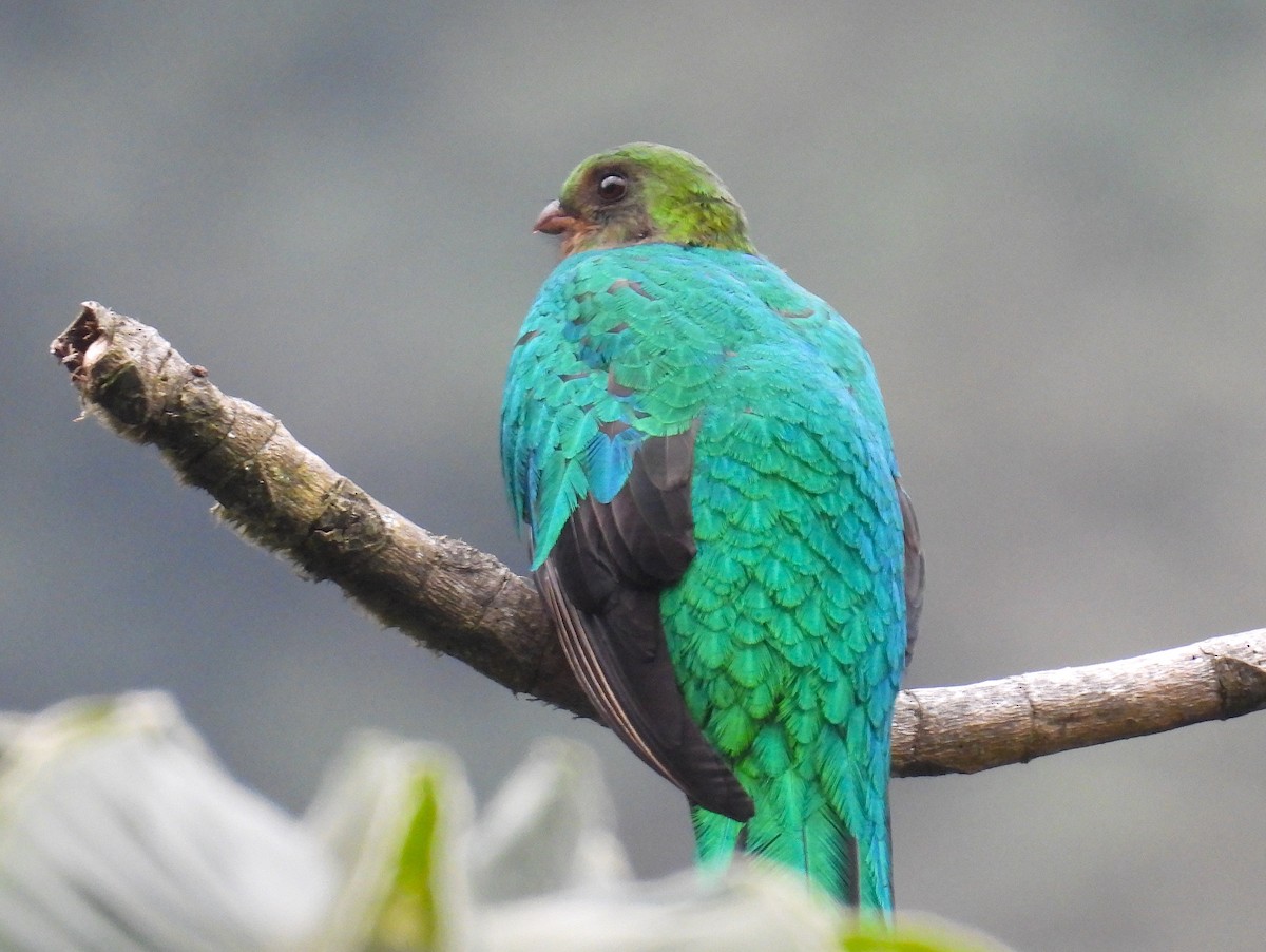 Golden-headed Quetzal - ML628909190