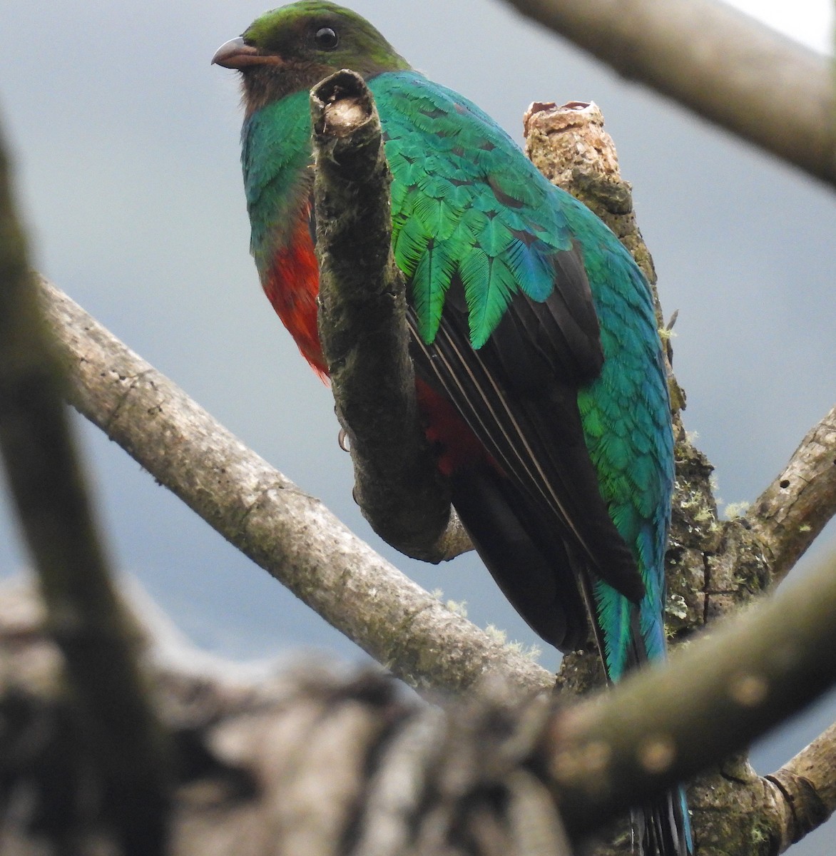 Golden-headed Quetzal - ML628909193