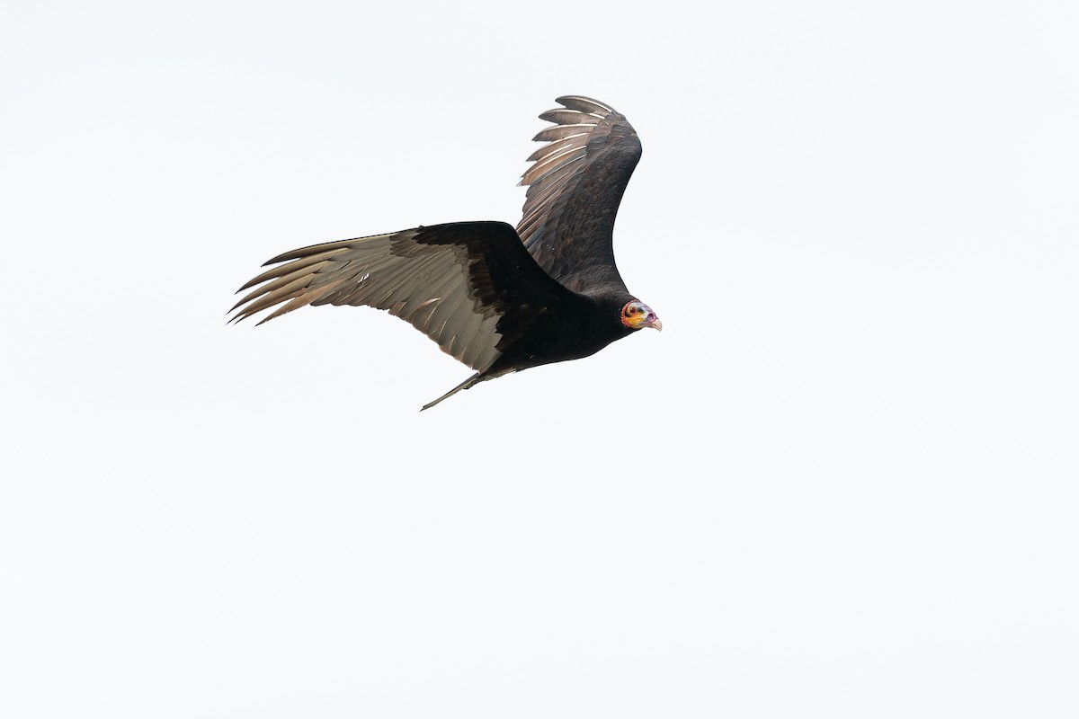 Lesser Yellow-headed Vulture - ML628909204